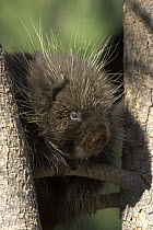 Common Porcupine (Erethizon dorsatum) adult in tree, native to North America