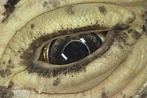 Komodo Dragon (Varanus komodoensis) close-up of eye and skin