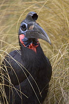 Abyssinian Ground Hornbill (Bucorvus abyssinicus) portrait, native to Africa