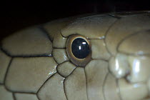 King Cobra (Ophiophagus hannah) close up of eye and skin