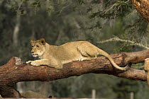 African Lion (Panthera leo), African Lioness resting on log, native to Africa