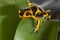 Poison Dart Frog displays striking yellow and black warning coloration which alerts potential predators to its toxicity
