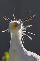 Secretary Bird (Sagittarius serpentarius) portrait showing head crest of feathers, native to Africa south of the Sahara