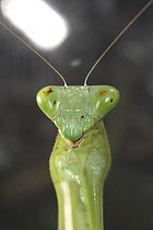 Praying Mantis (Mantis sp) close-up portrait of face, worldwide distribution