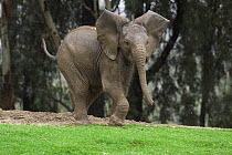 African Elephant (Loxodonta africana) calf in playful posture with ears out and tail up, native to Africa