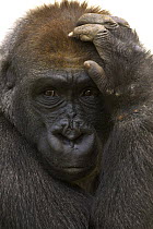 Western Lowland Gorilla (Gorilla gorilla gorilla) close-up adult portrait with hand on head, native to Africa