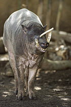 Babirusa (Babyrousa babyrussa) showing typical curved tusks, native to Indonesia