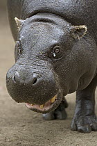 Pygmy Hippopotamus (Hexaprotodon liberiensis) portrait, native to West Africa
