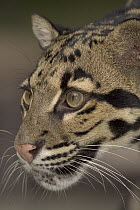 Clouded Leopard (Neofelis nebulosa) close-up portrait, native to southeast Asia
