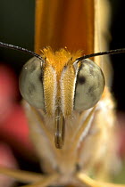 Julia Butterfly (Dryas iulia) close-up portrait of face showing compound eye, native to Brazil, Central America, Mexico, and southwestern United States