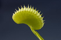 Venus Fly Trap (Dionaea muscipula) carnivorous plant, native to South America