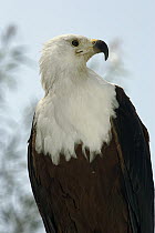 African Fish Eagle (Haliaeetus vocifer) portrait, native to Africa
