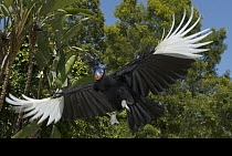 Abyssinian Ground Hornbill (Bucorvus abyssinicus) flying, native to Africa