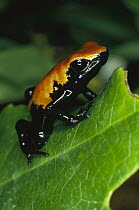 Splash-backed Poison Frog (Dendrobates galactonotus) on green leaf, native to Amazonian Brazil