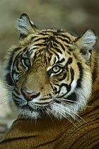 Sumatran Tiger (Panthera tigris sumatrae) female delta portrait, native to Sumatra, Indonesia