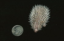 African Hedgehog (Atelerix algirus) baby next to American dime to show scale, native to Africa
