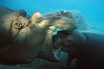 East African River Hippopotamus (Hippopotamus amphibius kiboko) baby examining mother's open mouth underwater, native to Africa