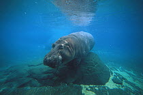 East African River Hippopotamus (Hippopotamus amphibius kiboko) underwater, native to Africa