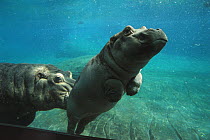 East African River Hippopotamus (Hippopotamus amphibius kiboko) baby being nudged by mother underwater, native to Africa