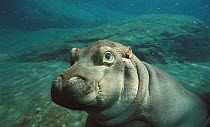 East African River Hippopotamus (Hippopotamus amphibius kiboko) baby underwater, native to Africa