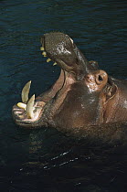 East African River Hippopotamus (Hippopotamus amphibius kiboko) with open mouth in threat posture, native to Africa