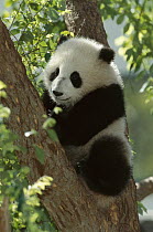 Giant Panda (Ailuropoda melanoleuca) named Mei Sheng on exhibit, native to Asia