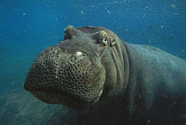 East African River Hippopotamus (Hippopotamus amphibius kiboko) portrait underwater, native to Africa