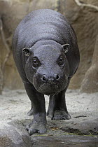 Pygmy Hippopotamus (Hexaprotodon liberiensis) portrait, endangered, native to West Africa