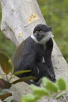 Sun-tailed Guenon (Cercopithecus solatus) portrait, threatened, native to Gabon