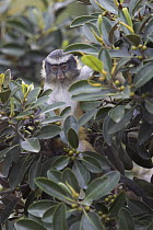 Wolf's Guenon (Cercopithecus wolfi) in tree, native to Africa