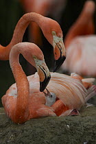 Greater Flamingo (Phoenicopterus ruber) parent interacting with chick, native to the Caribbean