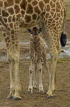 Rothschild Giraffe (Giraffa camelopardalis rothschildi) calf hiding under mother, native to Africa