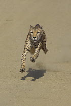 Cheetah (Acinonyx jubatus) running towards camera, threatened, native to Africa