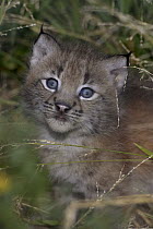 Canada Lynx (Lynx canadensis) kitten portrait, native to North America