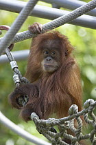 Sumatran Orangutan (Pongo abelii) baby playing on rope swing, critically endangered, native to Sumatra