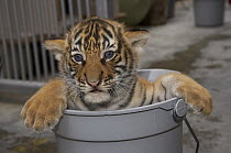 Malayan Tiger (Panthera tigris jacksoni) cub in bucket waiting for bath, endangered, native to Malay Peninsula