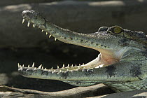 African Slender-snouted Crocodile (Crocodylus cataphractus) with open jaws, native to Africa