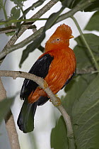 Andean Cock-of-the-rock (Rupicola peruvianus) portrait, native to Andean cloud forests