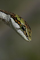 Twig Snake (Thelotornis capensis) view of head from above, native to South Africa