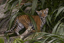 Malayan Tiger (Panthera tigris jacksoni) cub amid leaves, endangered, native to Malay Peninsula
