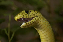 Green Mamba (Dendroaspis viridis) face with open mouth, venomous, native to West Africa