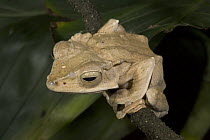 Bornean Tree-hole Frog (Metaphrynella sundana), native to Indonesia