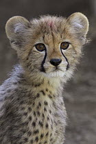 Cheetah (Acinonyx jubatus) cub portrait, threatened, native to Africa