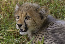Cheetah (Acinonyx jubatus) cub portrait, threatened, native to Africa