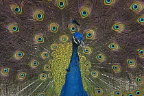 Indian Peafowl (Pavo cristatus) male displaying tail feathers, native to India