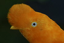Andean Cock-of-the-rock (Rupicola peruvianus) portrait, native to Andean cloud forests