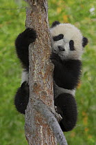 Giant Panda (Ailuropoda melanoleuca) cub in tree, endangered, native to China