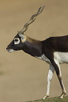 Blackbuck (Antilope cervicapra) adult, native to India