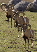 Mouflon (Ovis orientalis) trio, threatened, native to Armenia