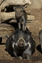 Visayan Warty Pig (Sus cebifrons) mother with calf standing on back, critically endangered, native to Visayan Islands in the central Philippines